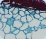 碧云天石蜡切片染色病理学服务 应用于细胞生物学