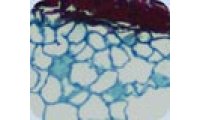 碧云天石蜡切片染色切片染色/HE/番红固绿/masson等 应用于细胞生物学