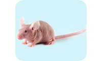 动物药效学实验碧云天动物模型/动物实验 技术服务介绍