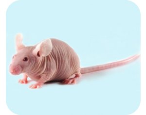 碧云天动物药效学实验动物模型/动物实验 样本