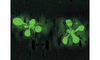 耶拿 UVP iBOX Scientia 900  动植物多重活体成像系统 小动物活体成像