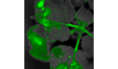 耶拿 UVP iBOX Scientia 900  动植物多重活体成像系统 植物抗逆性研究