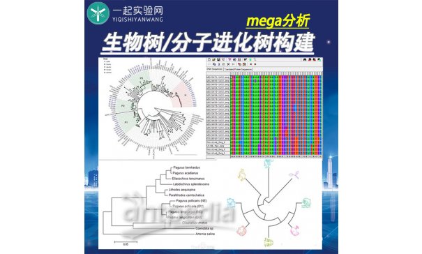 分子进化树构建/mega分析/一起实验网
