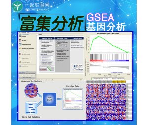 单基因基因功能富集分析GSEA