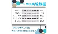 WB实验提供原始数据/western blot趋势/westernblot科研实验服务