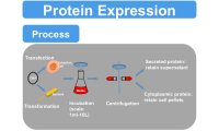 酵母蛋白表达服务