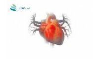 心血管系统 Cardiovascular Diseases疾病动物模型