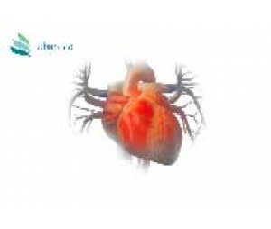心血管系统 Cardiovascular Diseases疾病动物模型