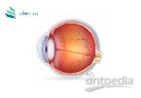 眼科 Eye Disease疾病动物模型