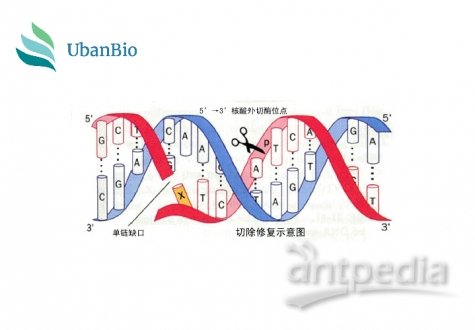 基因编辑细胞