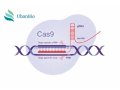 CRISPR/Cas9基因动物