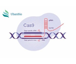 CRISPR/Cas9基因动物