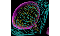 牛津仪器 Imaris多维图像分析软件 适用神经学家领域分析