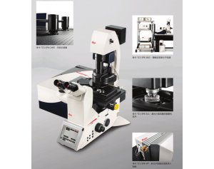 Leica TCS SP8徕卡激光共聚焦 应用于细胞生物学