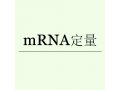 mRNA定量