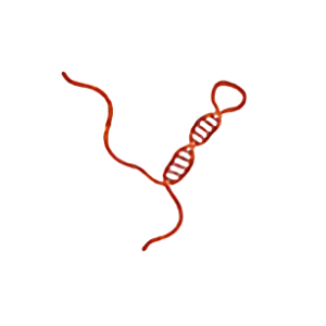 长链<em>非</em><em>编码</em><em>RNA</em>测序（lncRNA测序）