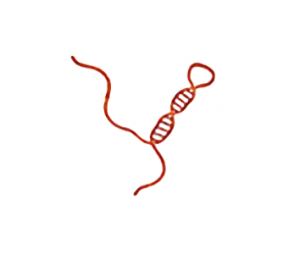 长链非编码RNA测序（lncRNA测序）