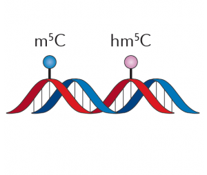 抗体富集全基因组甲基化测序（MeDIP/hMeDIP）