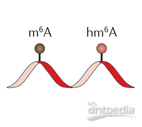 <em>RNA</em><em>甲基化</em><em>测序</em>