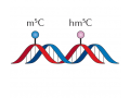 MBD蛋白富集全基因组甲基化测序