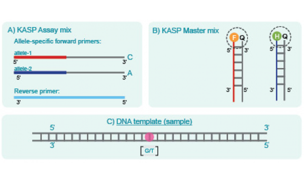 KASP基因分型