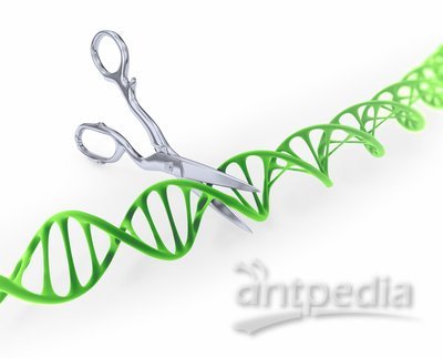 CRISPR/<em>Cas9</em>基因<em>编辑</em>
