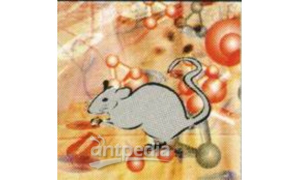 大鼠神经生物学芯片