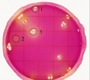 Petrifilm肠杆菌科测试片