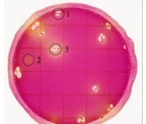 Petrifilm肠杆菌科测试片