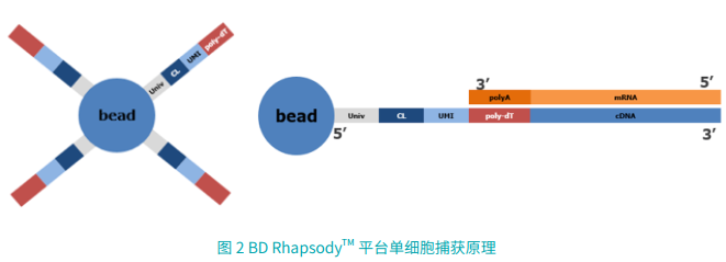 基于BD Rhapsody? 平台的单细胞全表达谱（WTA）测序