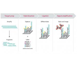 Affymetrix全基因组SNP芯片检测