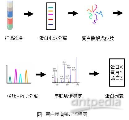 蛋白质及多肽质谱鉴定