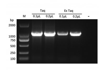 Recombinant Taq DNA Polymerase Protein，9012-90-2，EnzymoPure™, ≥95%, 见COA