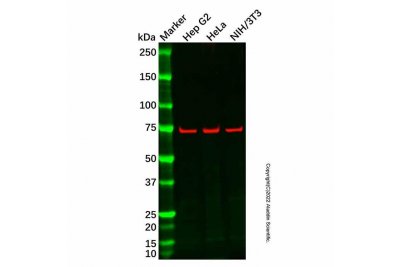 Kindlin 2 Mouse mAb，敲除验证, ExactAb™, 已验证, 见COA