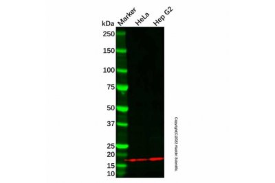 BCA1/CXCL13 Antibody，ExactAb™, Validated, 1.0 mg/mL