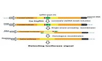 构建CAS9/sgRNA载体胞内活性检测