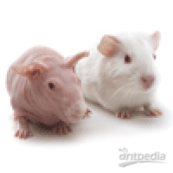 报告基因（Reporter/<em>Tag</em>）小鼠模型