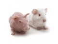 报告基因（Reporter/Tag）小鼠模型