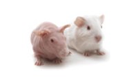 报告基因（Reporter/Tag）小鼠模型