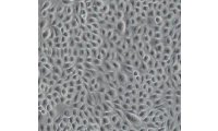 表皮细胞培养