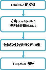 转录组-lncRNA测序