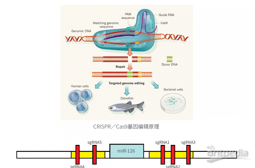 CRISPR/Cas9基因敲除服务