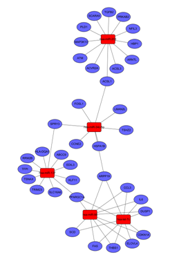 microRNA 与靶基因网络图