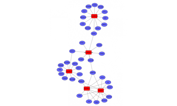microRNA 与靶基因网络图