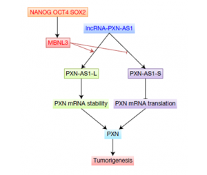 转录组-mRNA测序