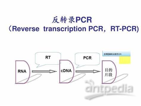 <em>反转</em>录PCR