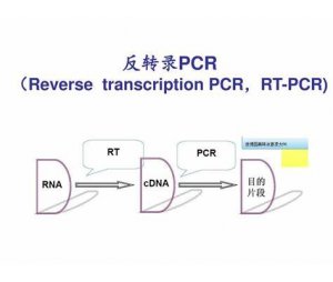 反转录PCR