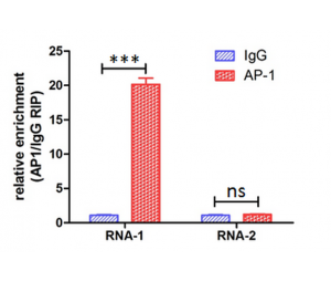 LncRNA功能机制研究
