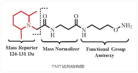 TMT定量蛋白质组研究