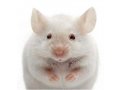 小鼠单克隆抗体定制服务